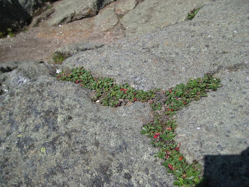 GooseEye-d (17).JPG - We found lots of mountain cranberries, blueberries and wildflowers out on the ledges.